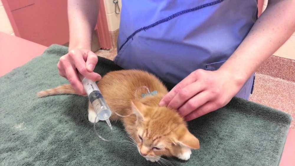 Кальцивироз у кошек: как лечить, причины, симптомы, профилактика, лечение – dr.hug