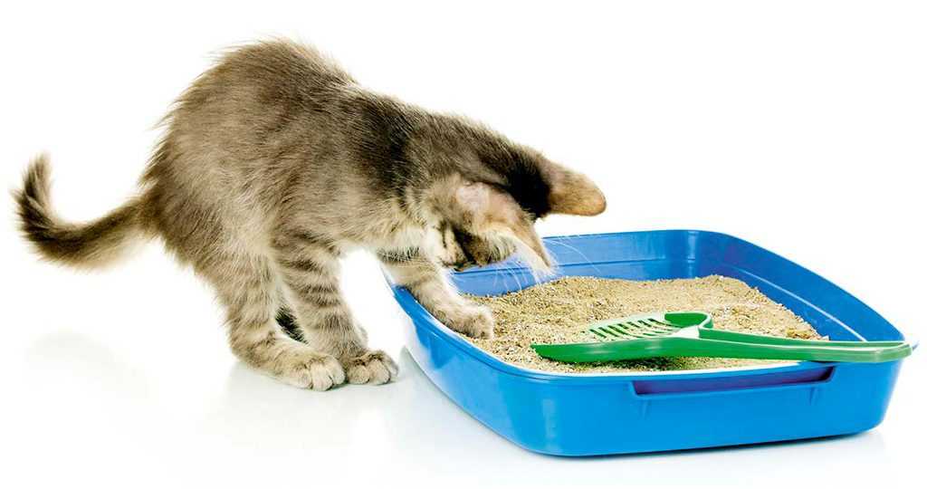 Почему кошки боятся воды? как приучить кошку к воде? :: syl.ru