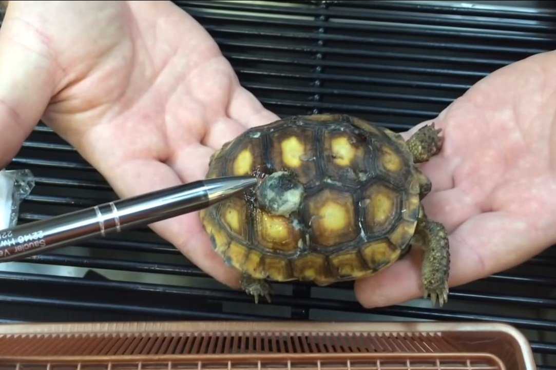 Уход и содержание красноухой черепахи в домашних условиях, чем кормить