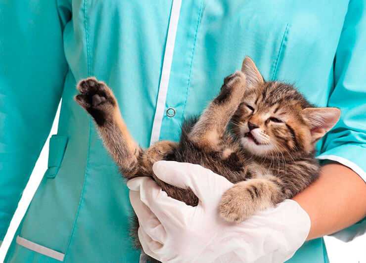 Эпилепсия у кошек: почему возникает и чем помочь