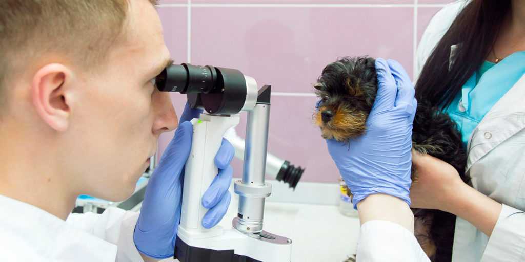 Ветеринарная офтальмология - лечение глаз и зрения животных в рф