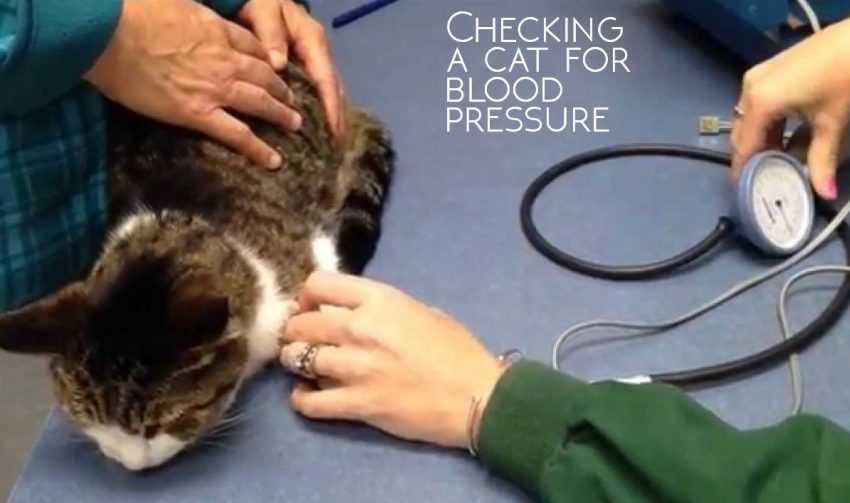 Гипертония – высокое давление у кошек