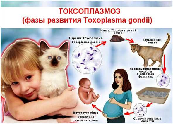 Пути заражения токсоплазмозом у кошек