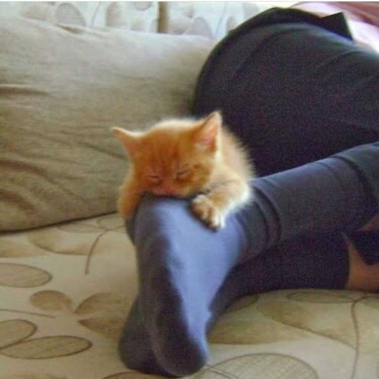 Почему кошки любят спать в ногах? | блог ветклиники "беланта"
