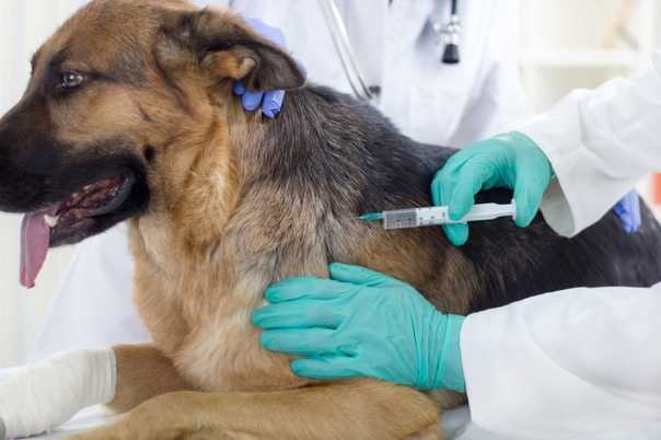 Wsavа  методические рекомендации ветеринарным врачам и владельцам собак. | зао «биоград»