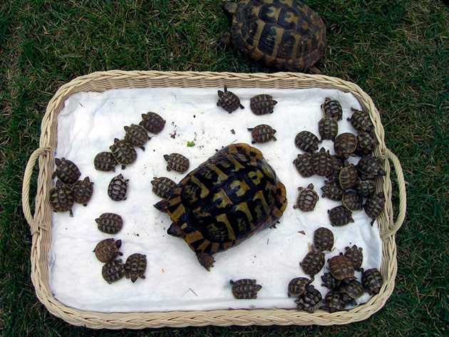 Размножение черепах в домашних условиях