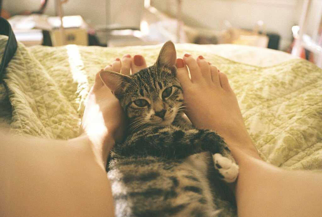Почему кошки спят в ногах у человека, рядом с ним