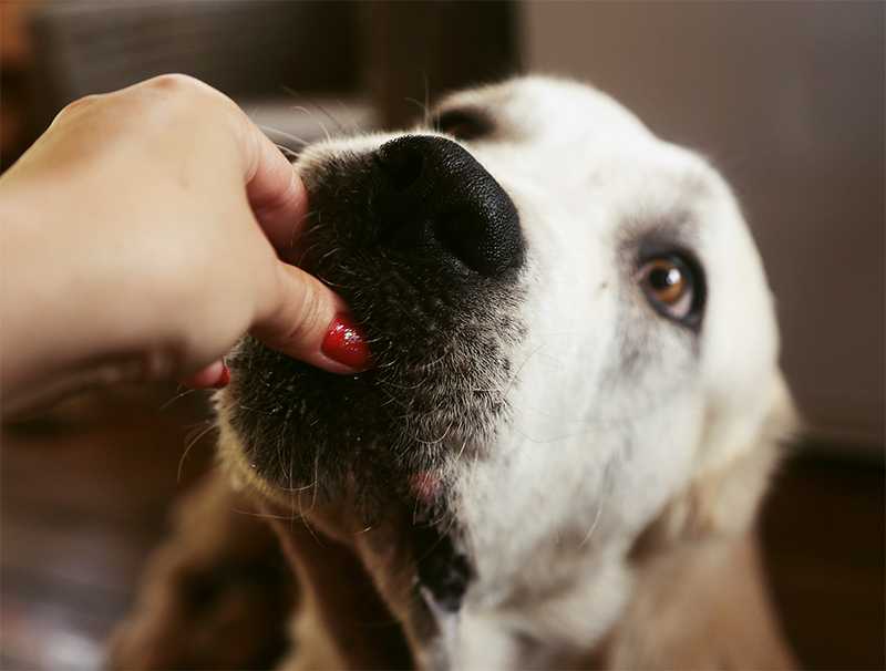 Болезнь аддисона одна из самых распространённых патологий эндокринной системы среди молодых собак