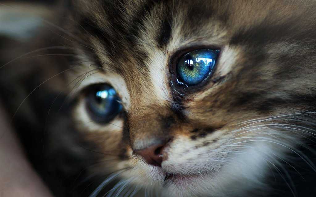 Плачут ли кошки — умеют ли и почему?