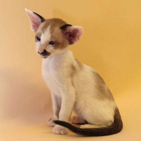 Сейшельская кошка: фото, цена, описание породы, характер, видео, питомники