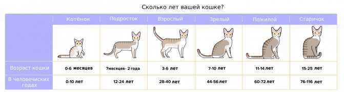 Продолжительность жизни кошек и котов