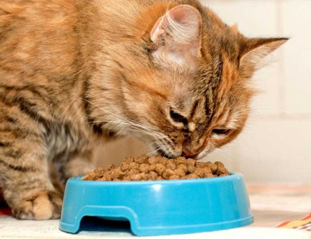 Как кормить кошку сухим кормом: 10 золотых правил
