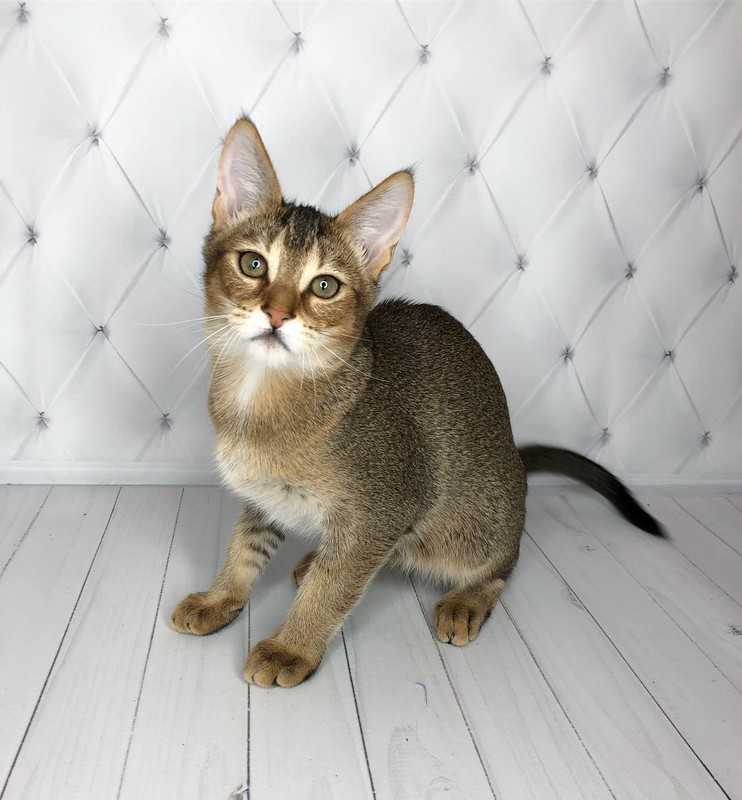 Описание породы кошек Чаузи (с фото и видео): общая характеристика, правила ухода и кормления, здоровье. Об этом и многом другом читайте в нашей статье.