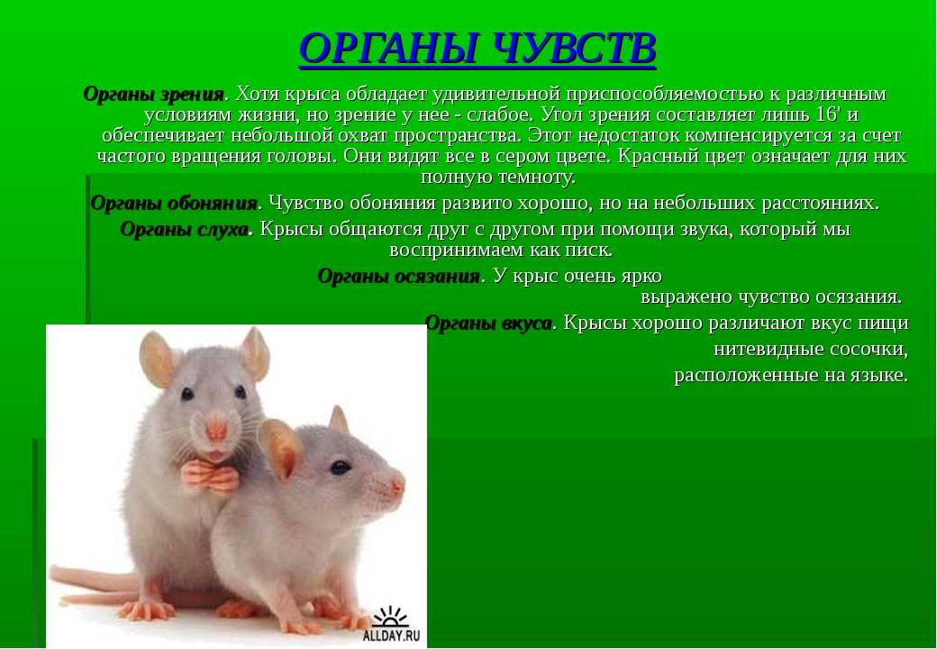 ᐉ крыса дамбо: фото, отличительные особенности, уход и содержание в домашних условиях - zoopalitra-spb.ru