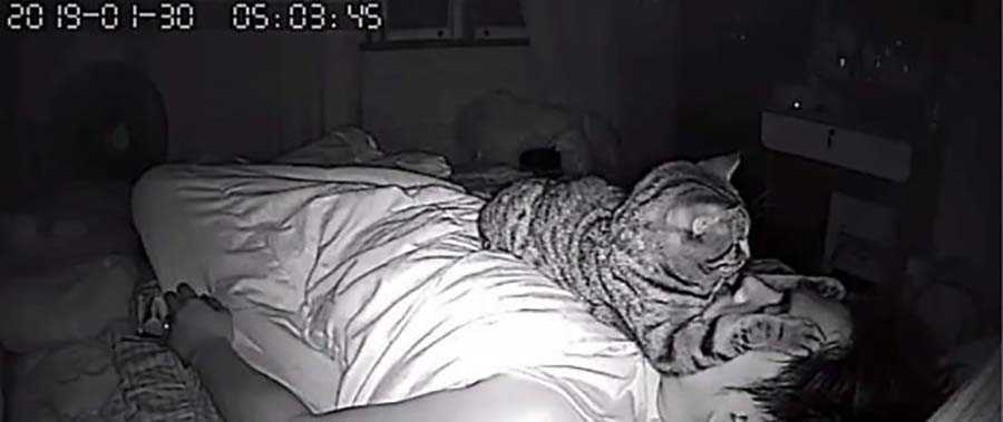 Кошка не дает спать ночью: решаем проблему