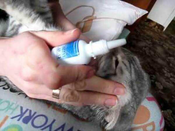 Чем можно промыть глаза котенку
