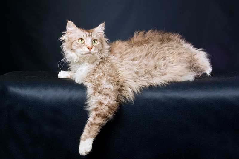Лаперм: описание породы кошек, содержание, фото и цена