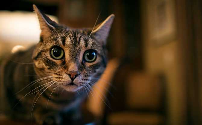 Секреты свечения кошачьих глаз в темноте