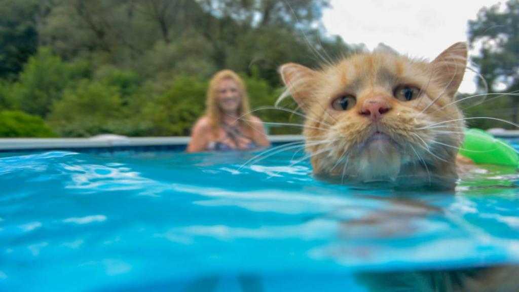 Умывание кошек или тайная жизнь домашних животных