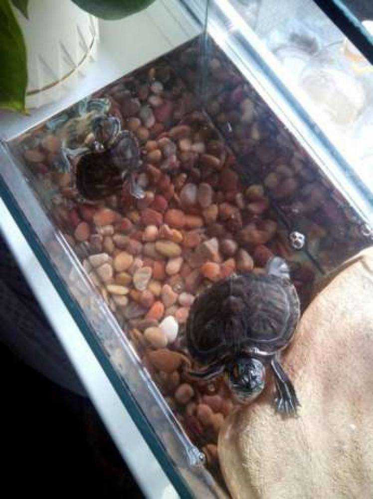 Домашняя черепаха отложила яйца без самца