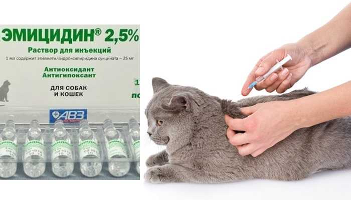 Эмицидин для кошек: инструкция по применению, особенности препарата, отзывы