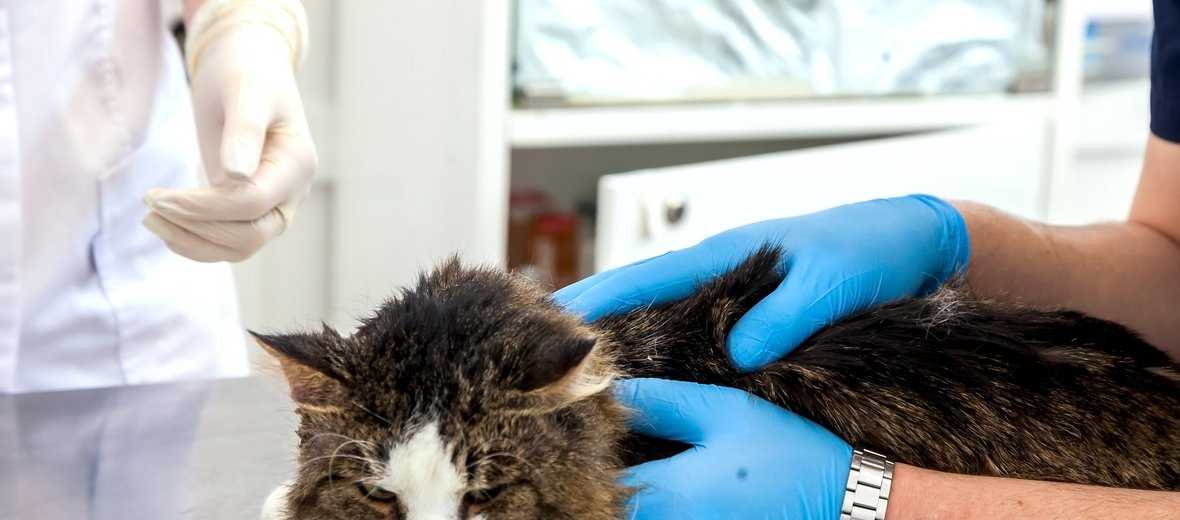 Почему возникает саркоптоз у кошек и как он проявляется: возбудитель и симптомы заболевания, фото больного животного, медикаментозное лечение питомца, профилактика возникновения