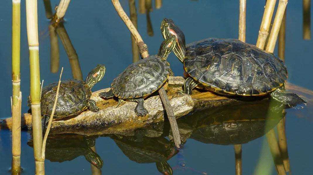 Красноухая черепаха: описание, особенности, фото. сколько зубов у черепахи