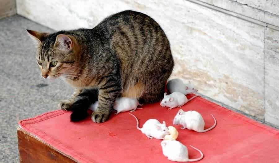 Кот приносит домой добычу. зачем кошки несут убитых животных домой: объясняем причину таких «подарков. помощь от мамы