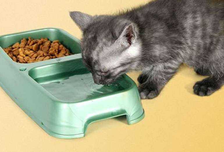 Как приучить кошку к домашней еде и почему это важно?