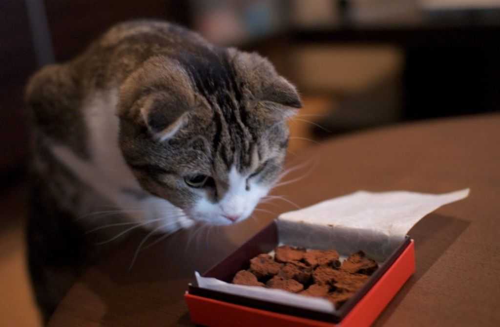Можно ли котам сладкое? почему нельзя давать сладости кошкам, даже если она их любит?
