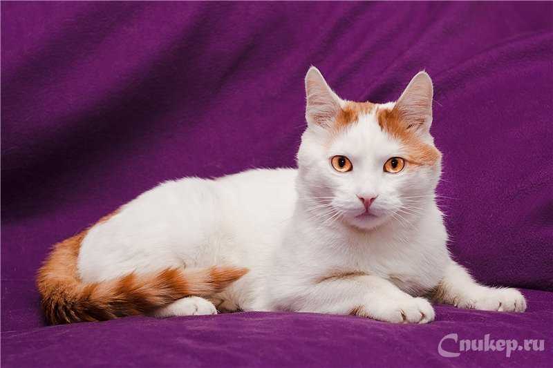 Анатолийская кошка : содержание дома, фото, купить, видео, цена