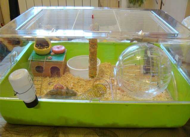 ᐉ террариум и аквариум для хомяков, можно ли в них содержать грызунов? - zoopalitra-spb.ru