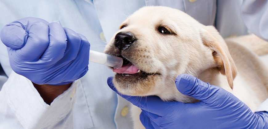 Смертельные болезни у собак | список самых опасных болезней собак
