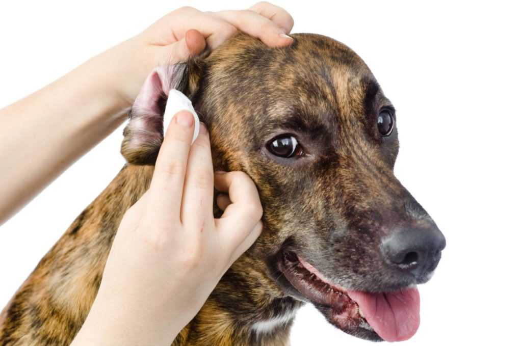 Как вывести ушного клеща у собаки