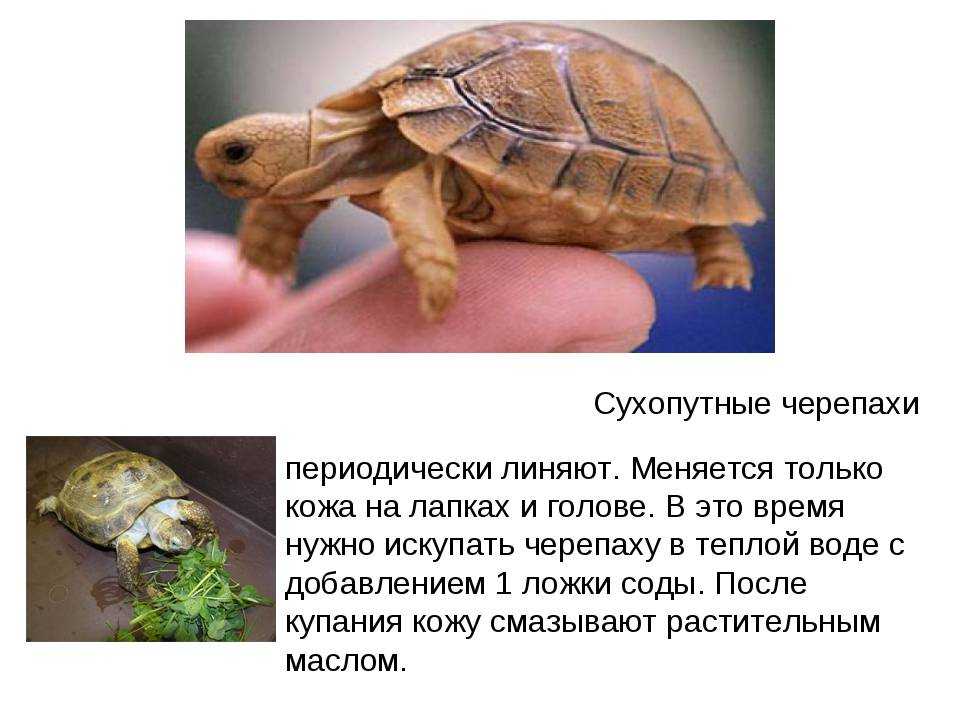 Красноухая черепаха 🐢 (trachemys scripta): содержание, виды , совместимость, размножение, фото-видео обзор - aqa.wiki