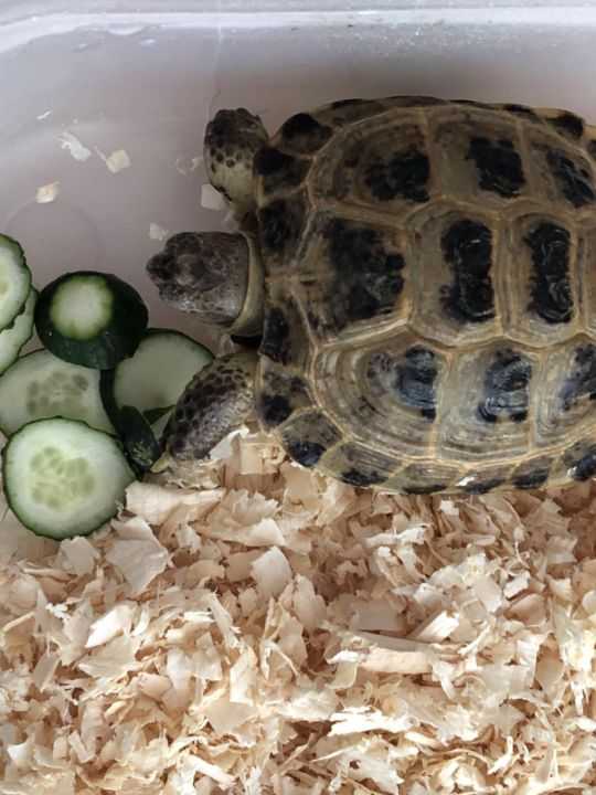 Красноухая черепаха — виды, описание, уход  | veterinar-info