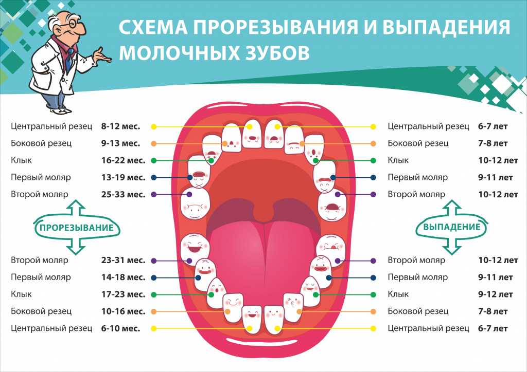 Смена зубов у котят: когда меняются молочные зубы, что делать владельцу