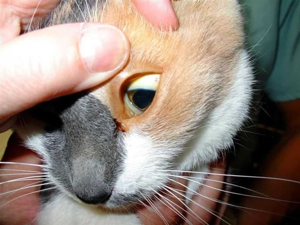 Желтуха у кошек, симптомы и лечение
