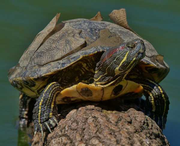 У красноухой черепахи отслаивается панцирь