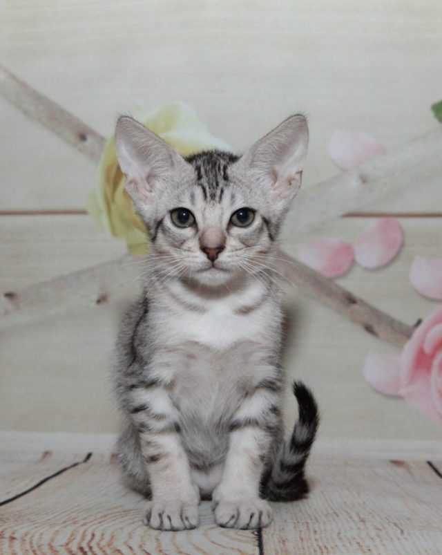 Порода као мани: снежная кошка из таиланда