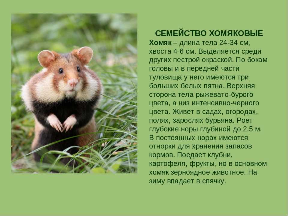 ᐉ сколько спят хомяки, впадают ли в спячку - zoopalitra-spb.ru