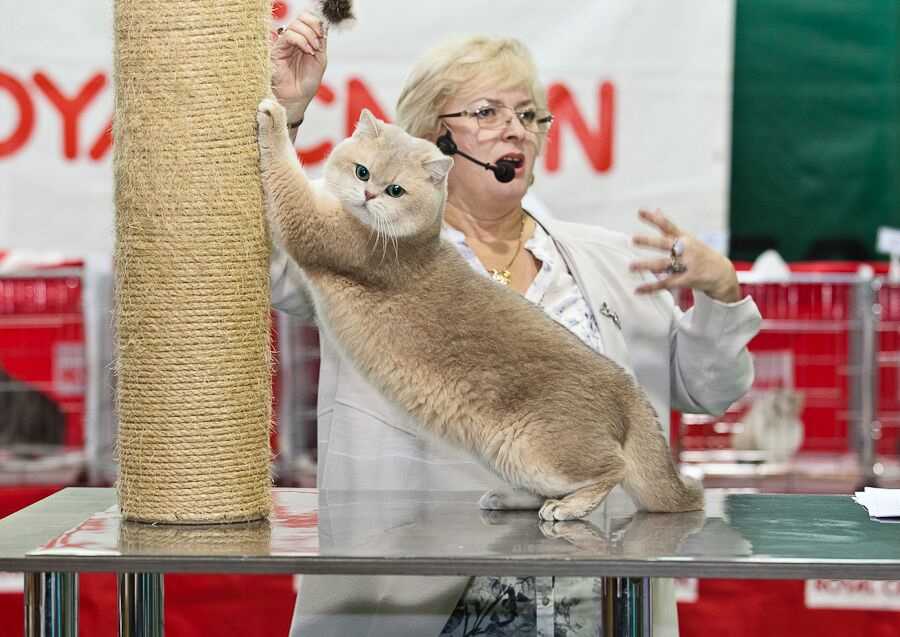Как проводят выставки кошек