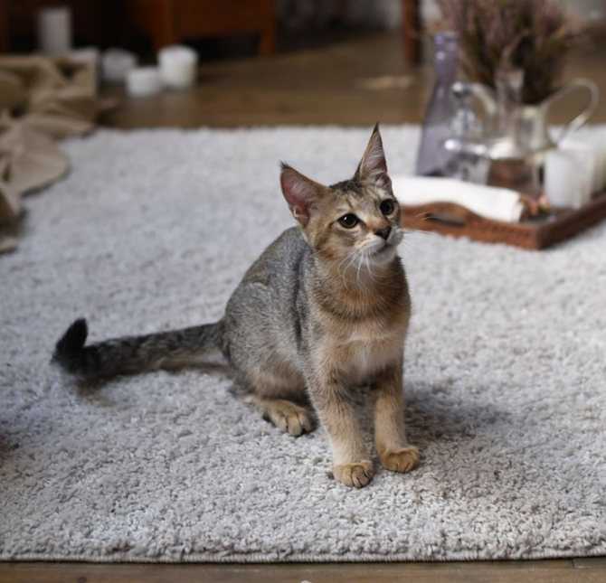 Чаузи: фото кошки, цена, описание породы, характер, видео, питомники