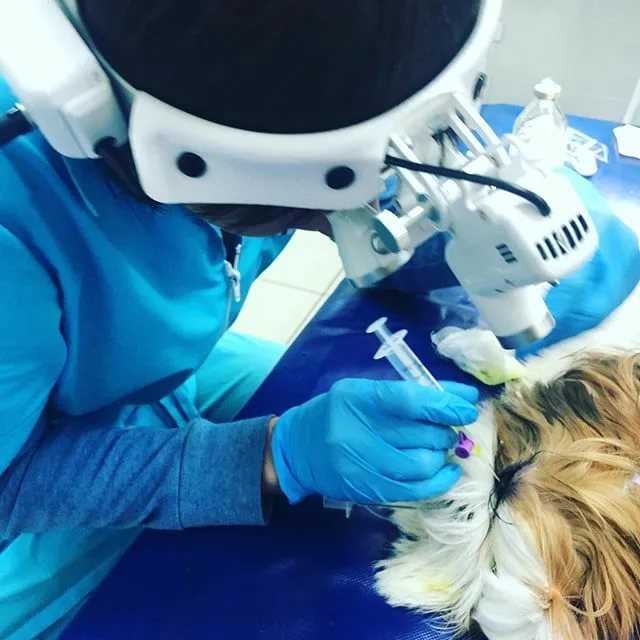 Ветеринарная офтальмология - лечение глаз и зрения животных в рб