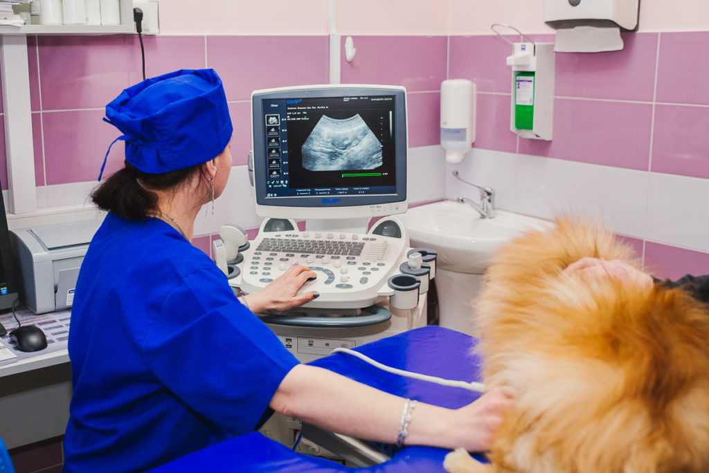 Ложная беременность у кошек: симптомы, причины и эффективные методы лечения заболевания