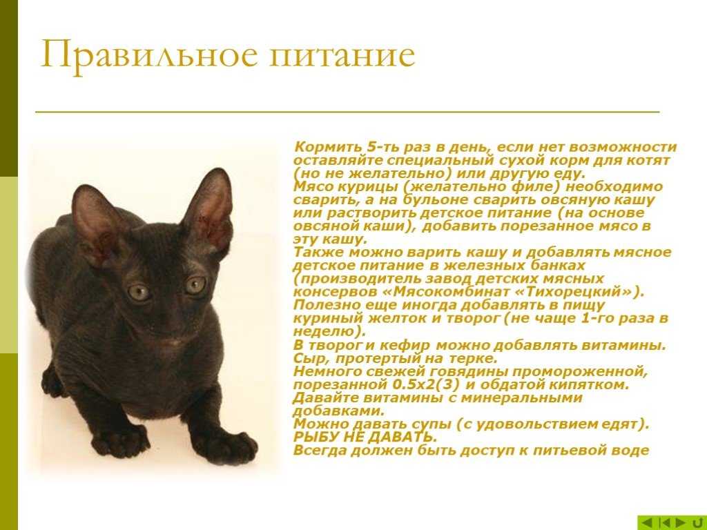 Кошки породы корниш-рекс: фото, цена котят, внешний вид, описание породы, характер