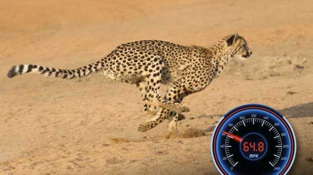Скоростные рекордсмены в мире животных | крамола