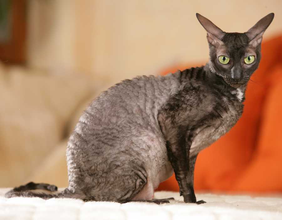 Корниш рекс: описание породы, фото, сколько живет, чем питается, типичные болезни кошки