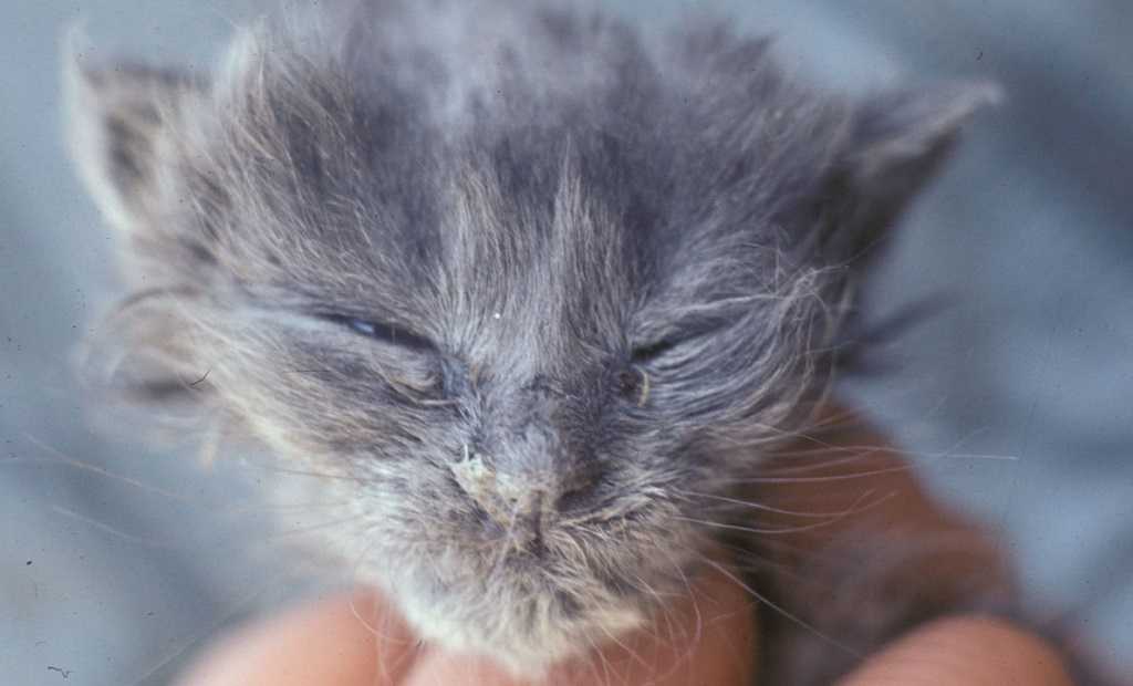 Инфекционный ринотрахеит у кошек, симптомы, лечение в россии