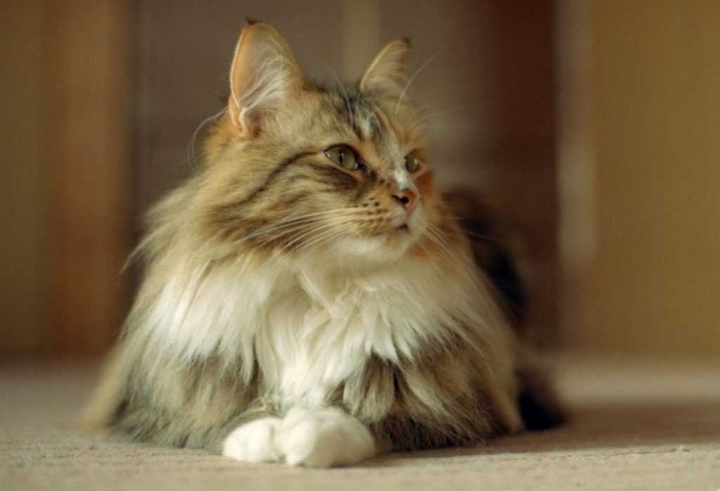 Норвежская лесная кошка: все особенности породы (+ фото и видео)